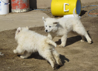 Maremma and Pyrenees Pups - WI