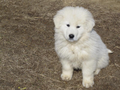 Working livestock guardian dogs for sale - WI