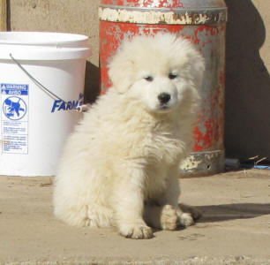 Working livestock guardian dogs for sale - WI