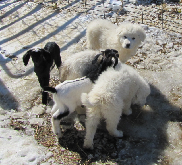 Livestock guardian dog puppies - WI