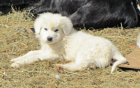 Livestock guardian dog puppies - WI