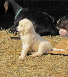 Livestock guardian dog puppies - WI