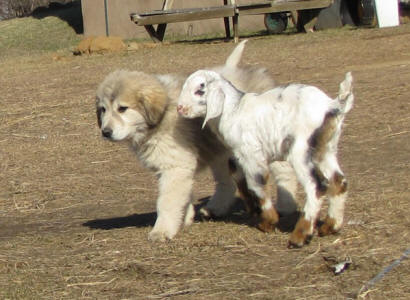 Livestock Guardian puppies for goats