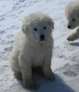 Working livestock guardian dogs for sale - WI