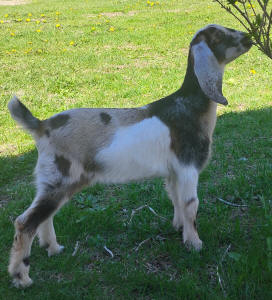MiniNubian doeling