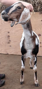 MiniNubian doe