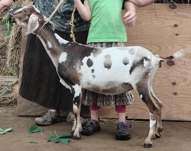 MiniNubian doe