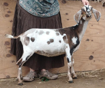 MiniNubian doe