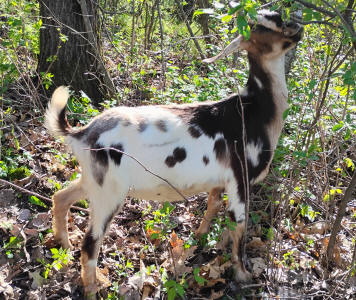 MiniNubian doe