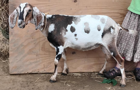 MiniNubian doe
