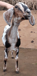 MiniNubian doe