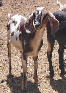 MiniNubian doe
