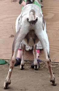 MiniNubian doe