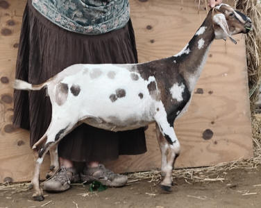 MiniNubian doe