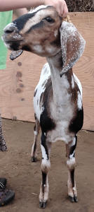 MiniNubian doe