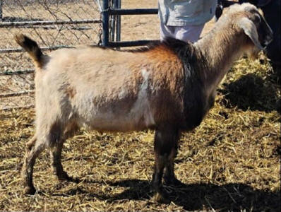 Mini Nubian buck Sir Danny