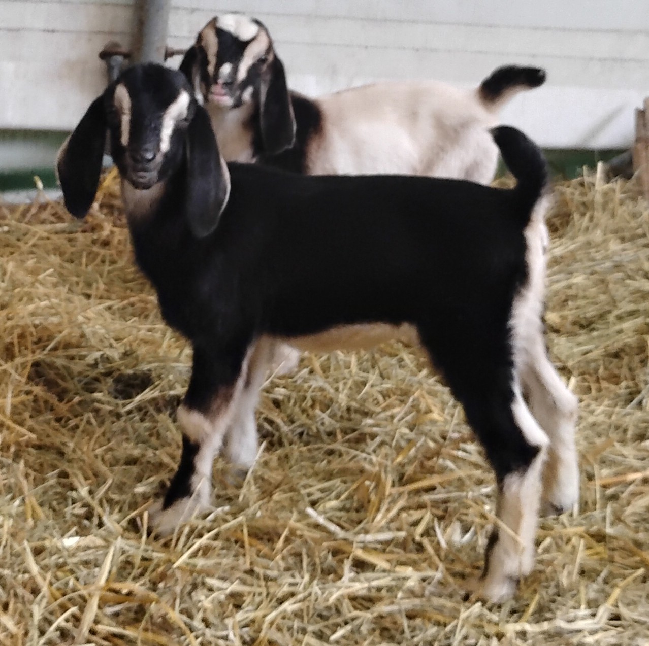 Mini Nubian doeling