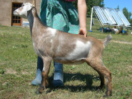4th generation Mini Nubian goat kid