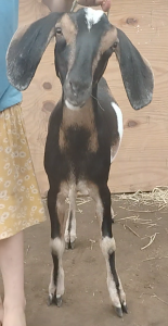 MiniNubian doe