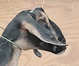MiniNubian doe