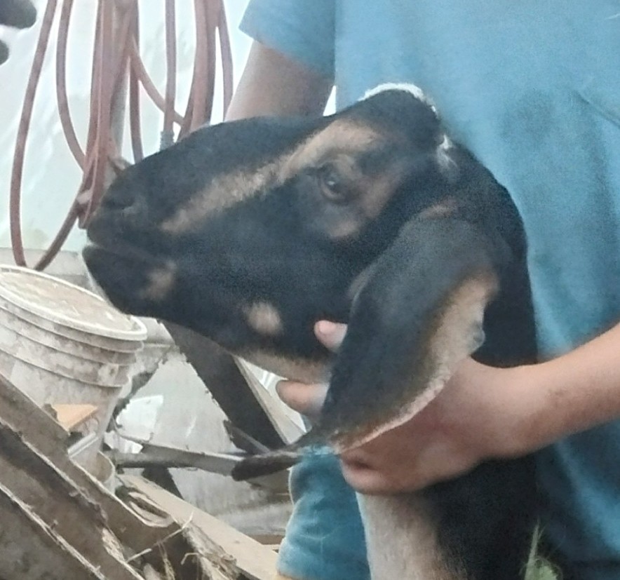 MiniNubian doe