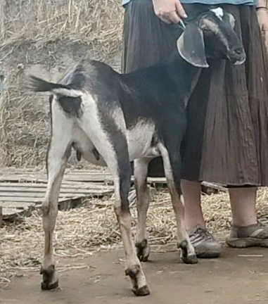 MiniNubian doe