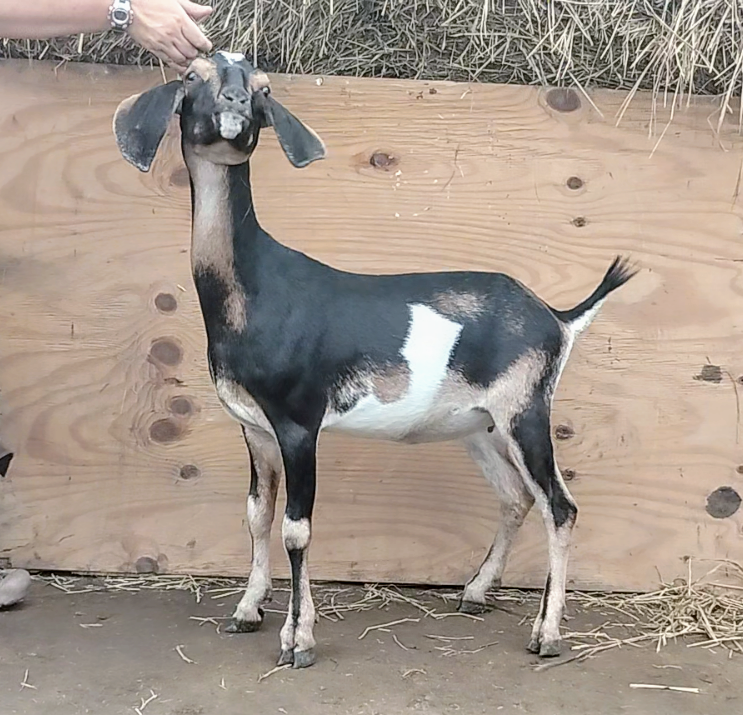 MiniNubian doe