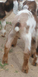 MiniNubian doe