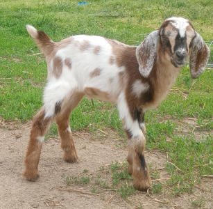 MiniNubian doe