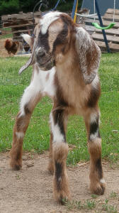 MiniNubian doe