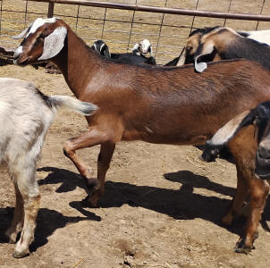 Mini nubian doe for sale