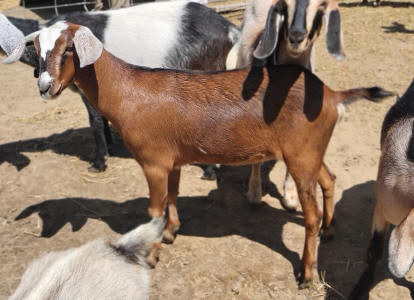 Mini Nubian for sale
