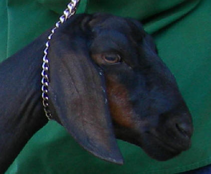Molly's face showing Nubian breed character