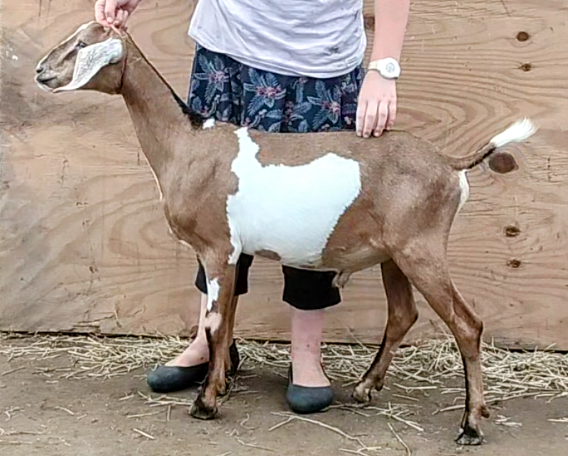 Mini Nubian breeding buck