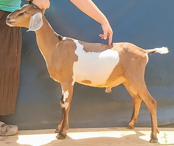 Mini Nubian breeding buck