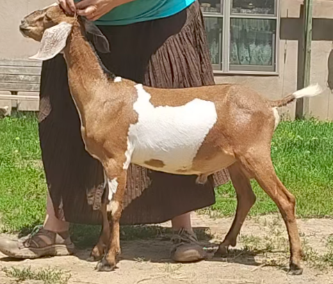 Mini Nubian breeding buck