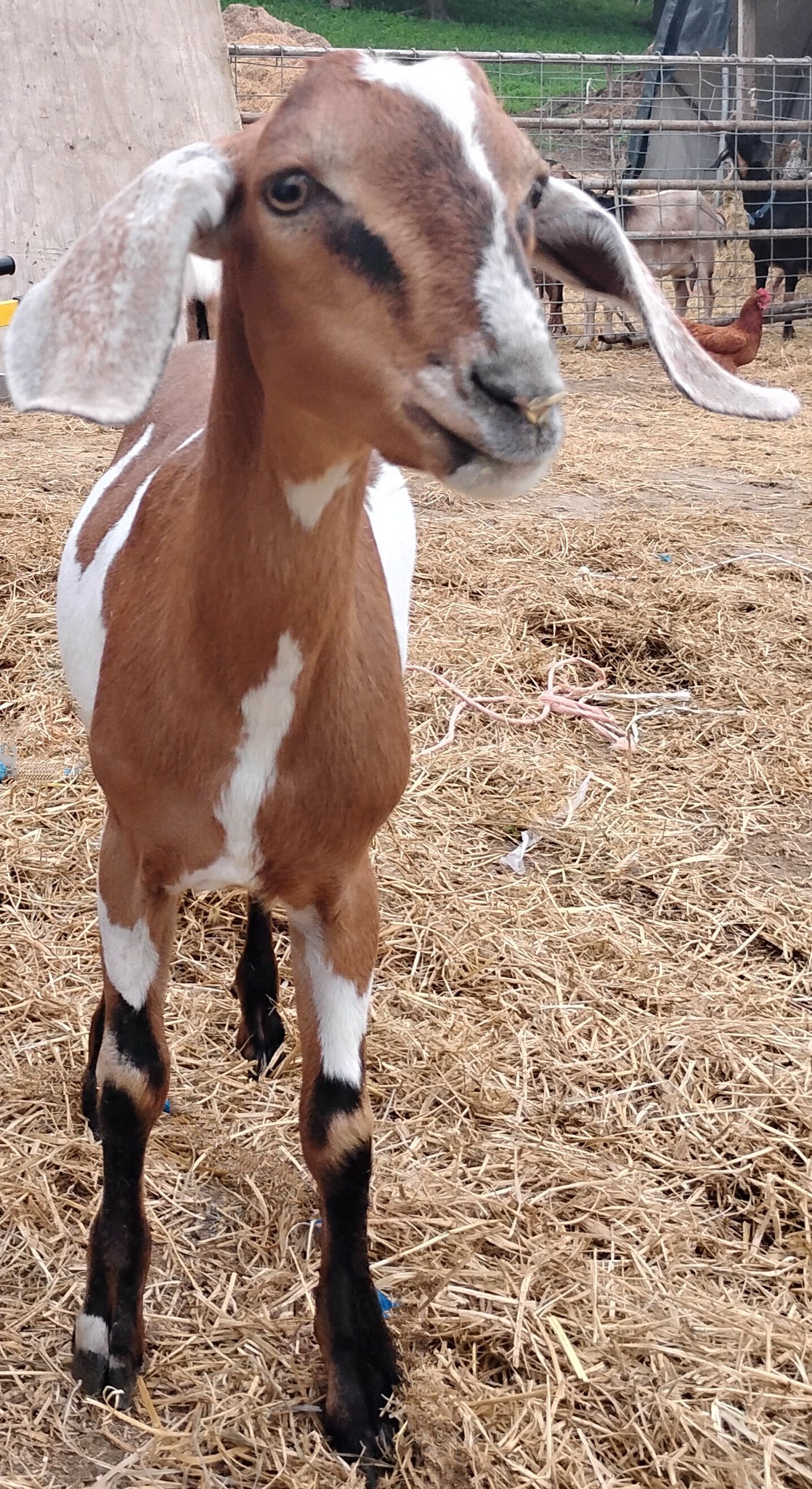 MiniNubian buck Royal Prince