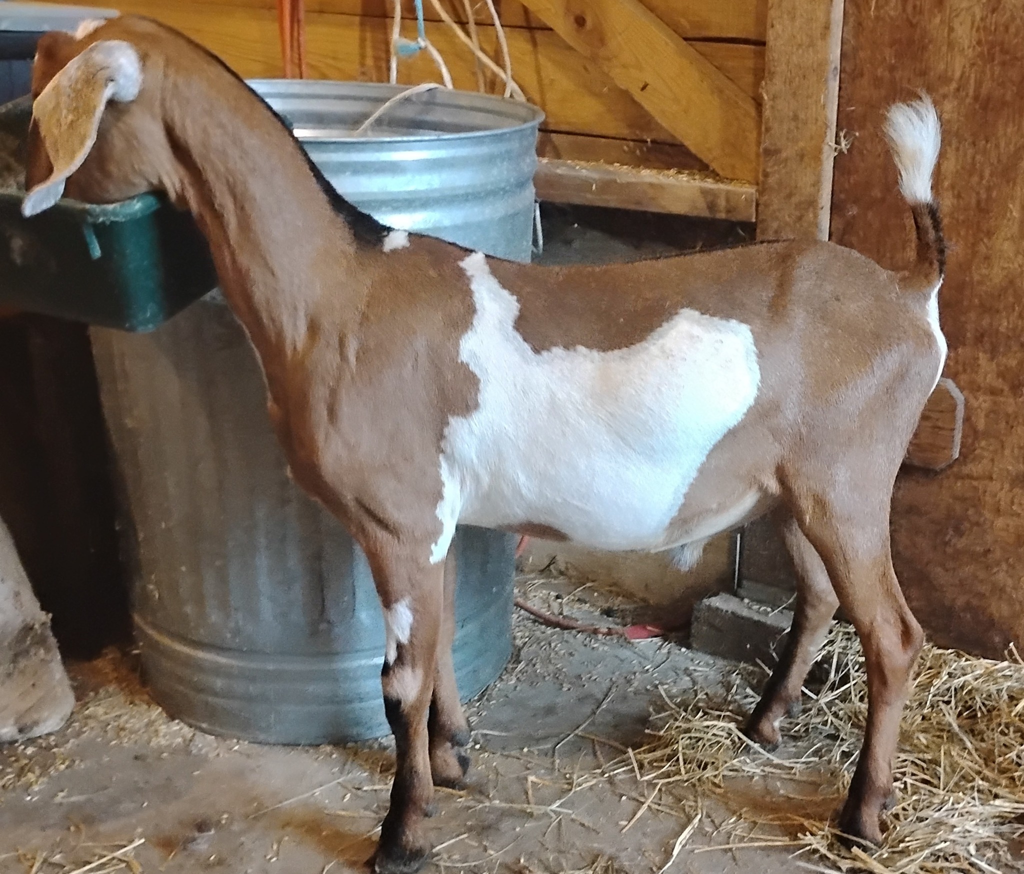 MiniNubian buck Royal Prince