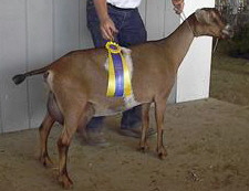 MiniNubian milking doe