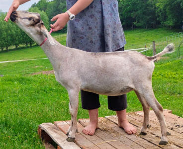 Mini Nubian Yearling Doe 