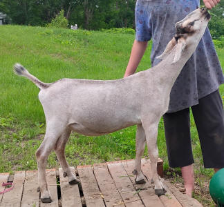 Mini Nubian Yearling Doe 