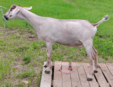 Mini Nubian Yearling Doe 