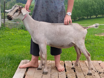 Mini Nubian Yearling Doe 