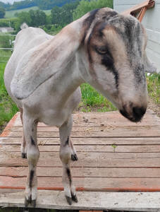 Mini Nubian Yearling Doe 