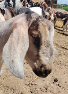 Mini Nubian Yearling Doe 