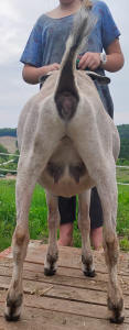 Mini Nubian Yearling Doe 
