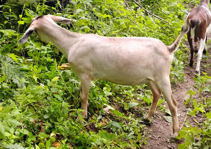 Mini Nubian Yearling Doe 