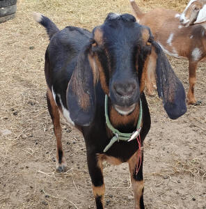 MiniNubian breed character