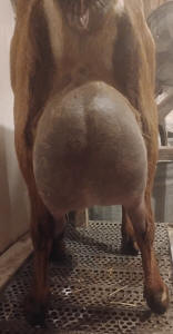 Mini Nubian milker high butterfat