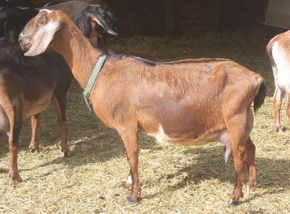 Dairy goat Mini Nubian